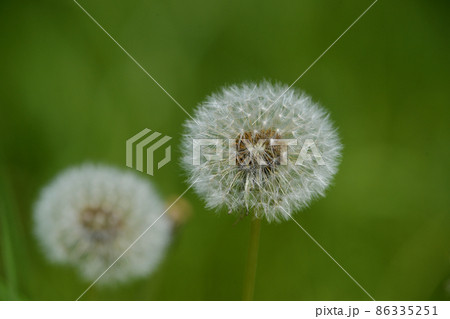 タンポポの種は兄弟達と一緒に旅立ちを待っています 86335251