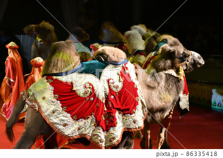Camels at the circus arena Camels at the circus arena 86335418