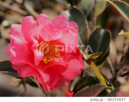 サザンカの花 86335647