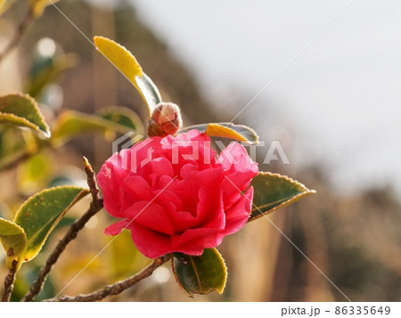 相生市万葉の岬のサザンカの花 相生市万葉の岬のサザンカの花 86335649