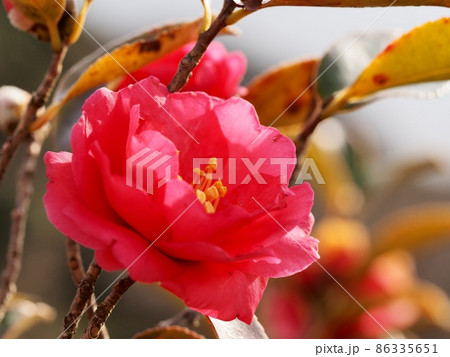 サザンカの花 86335651