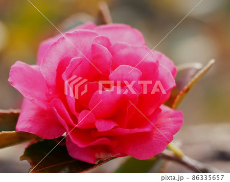 サザンカの花 86335657