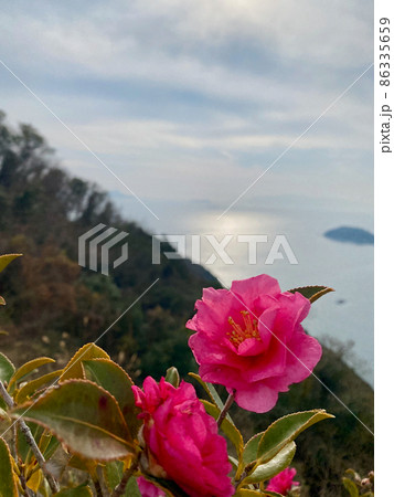相生市万葉の岬のサザンカの花 86335659