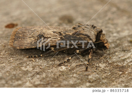 Close up of the shuttle-shaped dart, Agrotis puta in the garden on a piece of wood 86335718