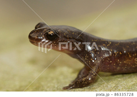 Closeup of a juvenile , terrestrial Hokkaido salamander, Hynobius retardatus, endemic to Japan Closeup of a juvenile , terrestrial Hokkaido salamander, Hynobius retardatus, endemic to Japan 86335728
