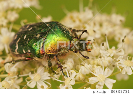 Closeup of the beautiful metallic Emerald beetle, Protaetia pryeri on a white flower Closeup of the beautiful metallic Emerald beetle, Protaetia pryeri on a white flower 86335751