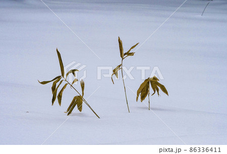 写真 風景 日本の色 冬ざれの笹の葉の味わい深い色 雪原の笹の葉の枯れ色生成り色 写真 風景 日本の色 冬ざれの笹の葉の味わい深い色 雪原の笹の葉の枯れ色生成り色 86336411