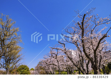 桜咲く隅田公園の並木道 86336429