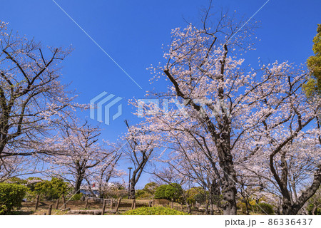 桜咲く隅田公園の風景 86336437