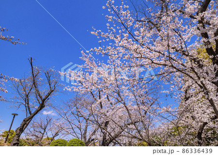桜咲く隅田公園の風景 桜咲く隅田公園の風景 86336439