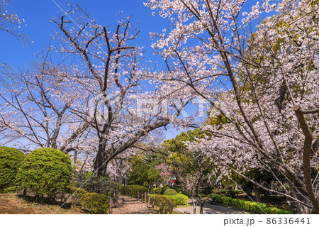 桜咲く隅田公園の風景 桜咲く隅田公園の風景 86336441