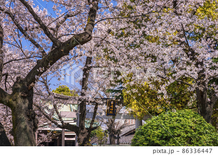 隅田公園の桜と・牛嶋神社の鳥居 86336447