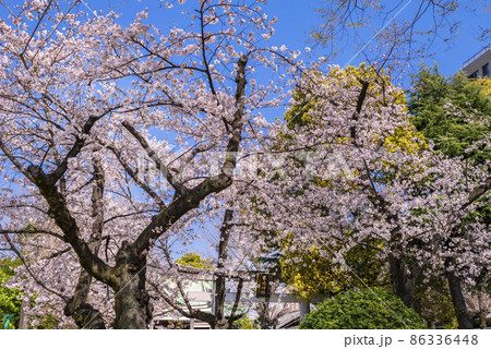 隅田公園の桜と・牛嶋神社の鳥居 86336448