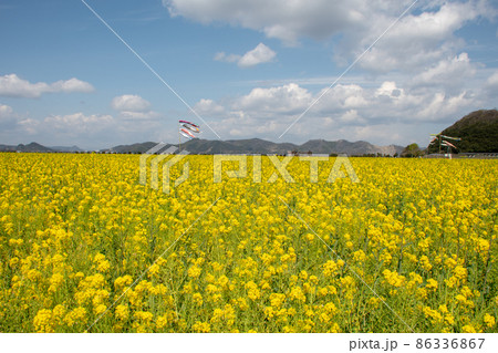 岡山県笠岡市 道の駅笠岡ベイファーム 1000万本の菜の花畑は圧巻 岡山県笠岡市 道の駅笠岡ベイファーム 1000万本の菜の花畑は圧巻 86336867