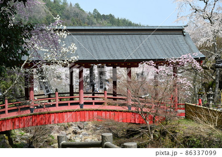 広島県の桜の名所 三原市 御調八幡宮のエドヒガン 広島県の桜の名所 三原市 御調八幡宮のエドヒガン 86337099