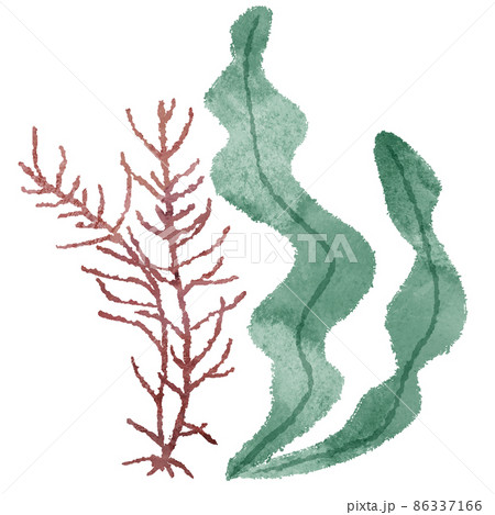 こんぶ　海藻 イラスト 86337166