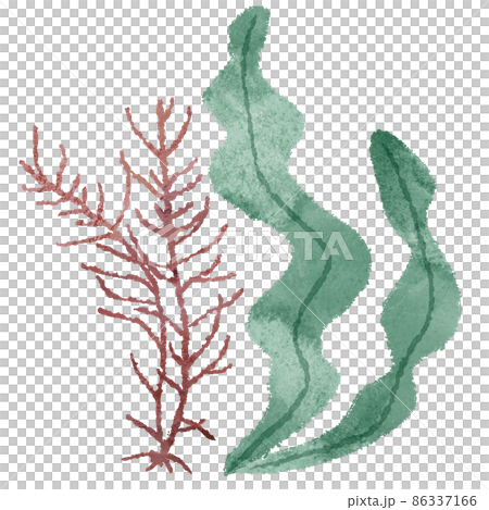 こんぶ　海藻 イラスト 86337166