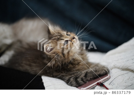 Scottish fold longhair kitten. Highland 86337179
