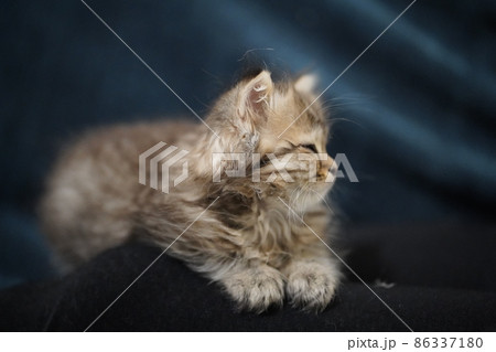 Scottish fold longhair kitten. Highland 86337180