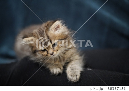 Scottish fold longhair kitten. Highland 86337181