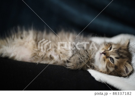 Scottish fold longhair kitten. Highland 86337182