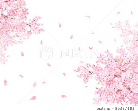 美しく華やかな満開の桜の花と花びら舞い散る春の白バックフレームベクター素材イラスト 86337183