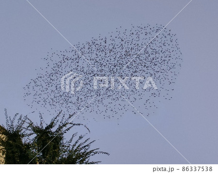 ムクドリ 86337538