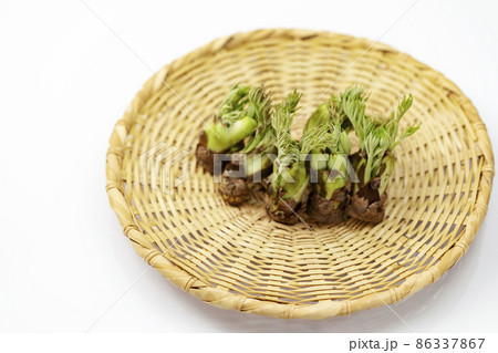ざるに並べたタラの芽_白バック 86337867