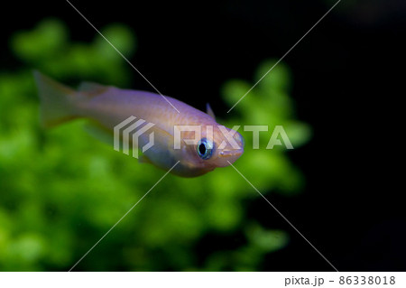 メダカの口2 86338018