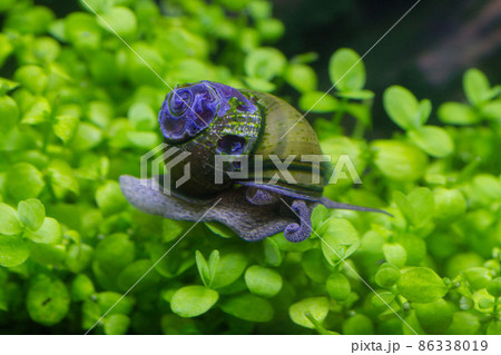 水草の上を移動するタニシ 86338019