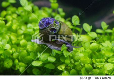 水草の上を移動するタニシ2 水草の上を移動するタニシ2 86338020