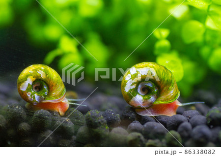 二匹並んで歩くレッドラムズホーン 二匹並んで歩くレッドラムズホーン 86338082