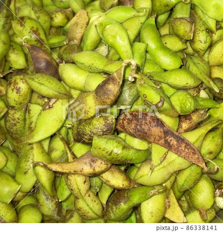 丹波黒豆の枝豆 86338141