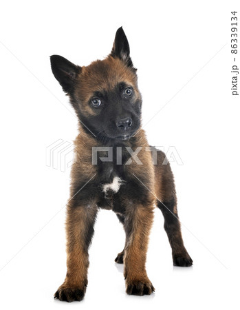 puppy malinois in studio puppy malinois in studio 86339134