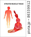 skeletal muscle structure close up 86339912