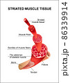 skeletal muscle structure close up 86339914