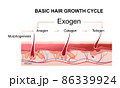 human hair growth phases educational poster 86339924