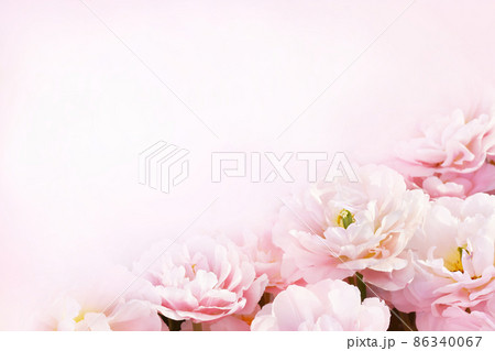 Spring blossoming tulips in garden, springtime bright flowers in the field, pastel and soft floral card, selective focus, shallow DOF, toned 86340067