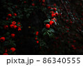 Red dense berries of cotoneaster on branches. Autumn natural background. Decorative ground cover shrubs for garden. 86340555