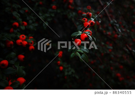 Red dense berries of cotoneaster on branches. Autumn natural background. Decorative ground cover shrubs for garden. 86340555