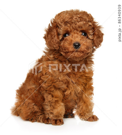 Poodle puppy looking at the camera 86340939