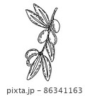 Vector logo of olives on a branch in black colour. Modern logo in doodle style. Minimalistic floral vector illustration. Elegant sign for canned olives, olive oil, olive trees, logo of branch 86341163