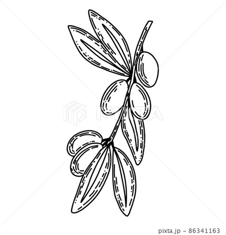 Vector logo of olives on a branch in black colour. Modern logo in doodle style. Minimalistic floral vector illustration. Elegant sign for canned olives, olive oil, olive trees, logo of branch 86341163
