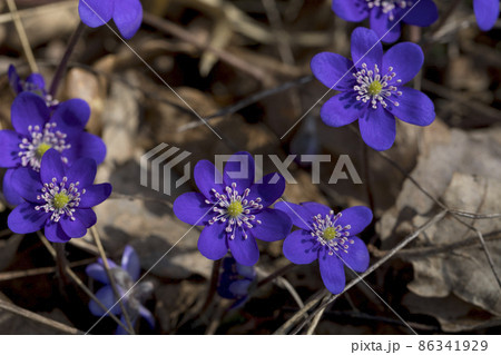 Anemone hepatica (Hepatica nobilis) Liverwort flowering in spring in the forest. 86341929