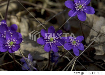 Anemone hepatica (Hepatica nobilis) Liverwort flowering in spring in the forest. Anemone hepatica (Hepatica nobilis) Liverwort flowering in spring in the forest. 86341930