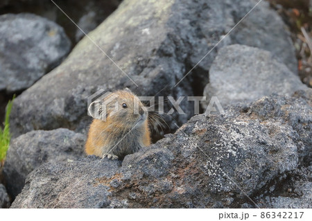 【北海道】エゾナキウサギ 86342217