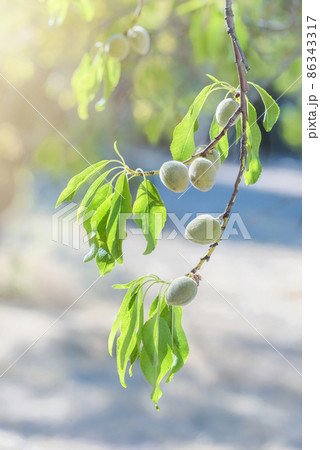 Almond nuts growing on a tree branch in almond orchard 86343317