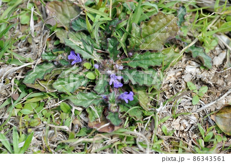 キランソウ 86343561