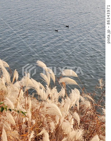 蚕室鉄橋 蚕室大橋 イチョウ 86343971