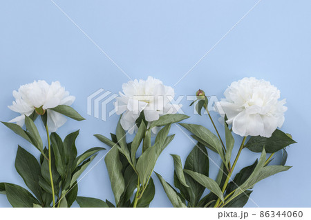 White pion flower on blue background. Bouquet of pions for web site, greeting card, banner, flower shop or greeting card. White pion flower on blue background. Bouquet of pions for web site, greeting card, banner, flower shop or greeting card. 86344060